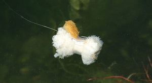 Zig y fijación para pan