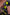 Avid Carp Extremity - HiVis - XR Mono - 1000m - KarperCentrale