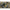 Shimano Banana & Pineapple Boilies - 1KG - Geel - KarperCentrale
